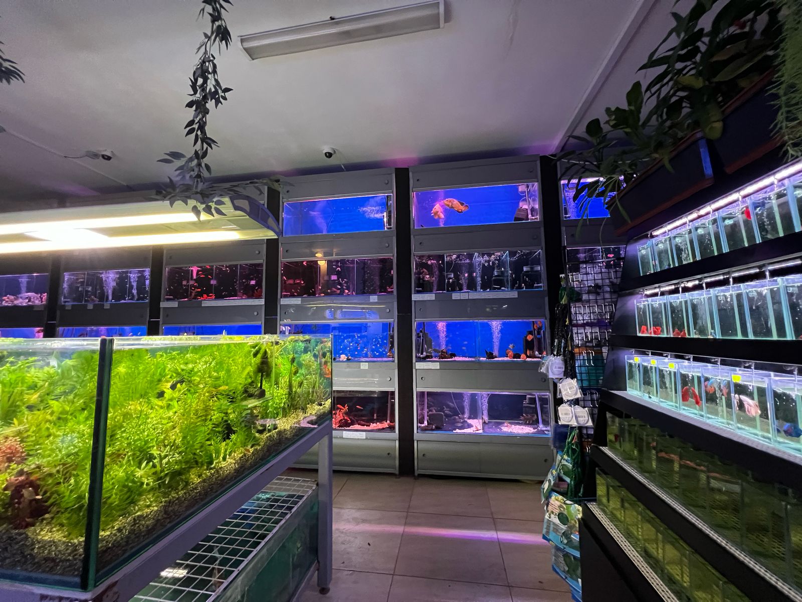 рыбки в магазине рыбки в магазине